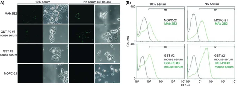 Fig. 5. Mouse vaccinated P0 serum targets C-22 P0 on the membrane of mammary cancer cells (TUBO)