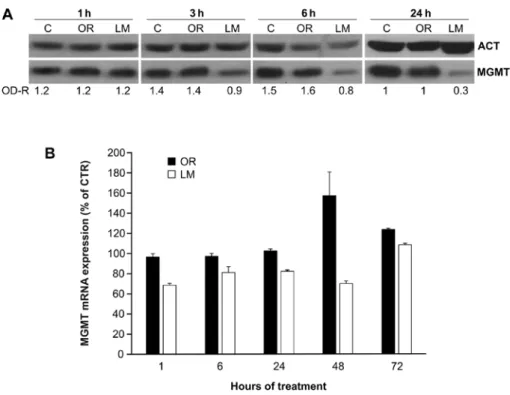 Figure 2. Time-course analysis of the effect of orlistat (OR, 40 µM) and lomeguatrib (LM, 10 µM) on MGMT protein and mRNA levels in Jurkat cells