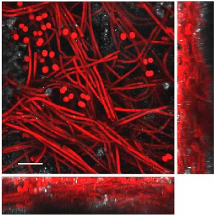 Fig.  1.  3–dimensional  confocal  laser  scanning  microscopy  reconstruction  of  biofilm  SA  38,  composed  predominantly  of  filaments  of  Leptolyngbya  sp