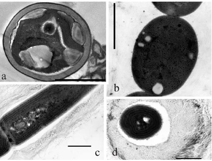 Fig. 2. TEM micrographs: (a) a microalgal cell from biofilm HYP714 with a thick sheath and a cup–shaped chloroplast; (b)  Pseudanabaena cells with concentric arrangement of thylakoids; (c–d) Leptolyngbya sp