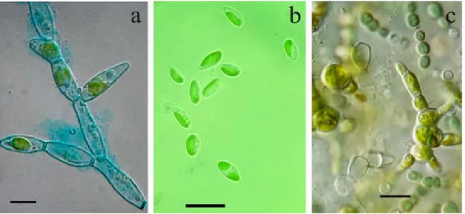 Fig.  5.  Light  micrographs  of  microalgae:  (a)  Trentepohlia  morphotype;  (b)  Pseudoccoccomyxa  sp.;  (c)  biofilm AD03  of  Trentepohlia sp
