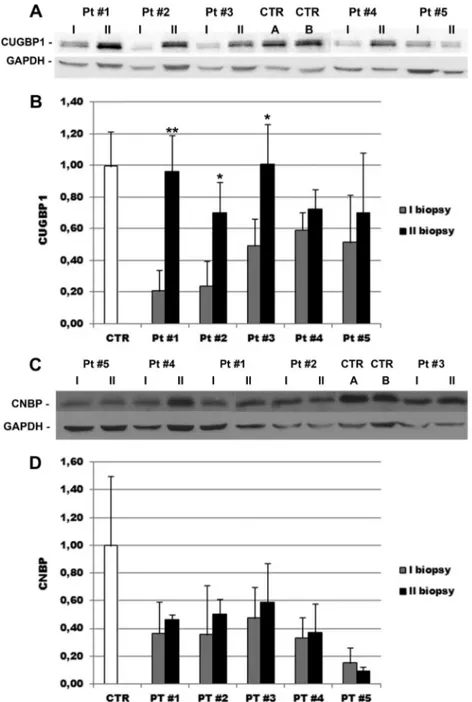 Fig. 4. Western blot analysis of CUGBP1 and CNBP protein expression in muscle samples from 2 healthy subjects and from two successive biopsies of 5 DM2 patients