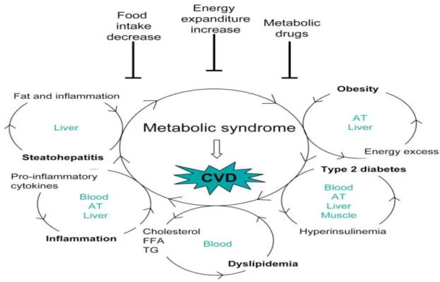 Figura 1 Sindrome metabolica. Schematizzazione dei fattori contribuenti alla sindrome  metabolica  che  induce  patologie  cardiovascolari  (CVD):  obesità,  diabete  di  tipo  2,  infiammazione e  steatosi epatica