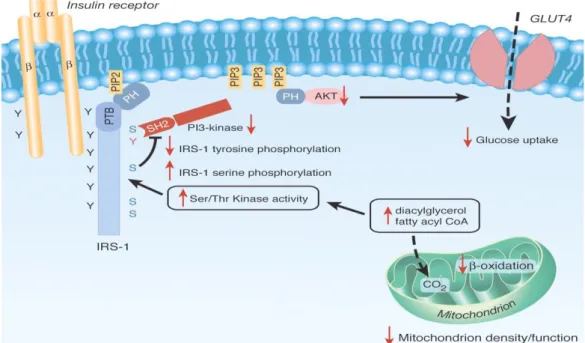 Figura  2. Potenziale meccanismo  con  cui la  disfunzione  mitocondriale induce  insulino  resistenza nei muscoli scheletrici