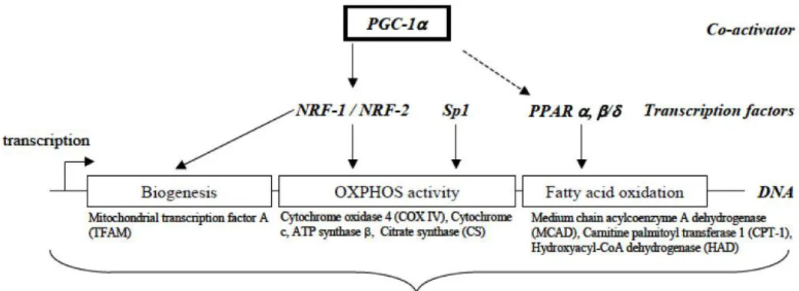 Figura 5 Principali fattori di trascrizione coinvolti nella regolazione dell’ossidazione e  della  fosforilazione  (OXPHOS)  mitocondriale  del  muscolo