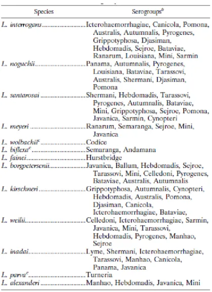 Tabella 2: Genomospecie di Leptospira e distribuzione dei sierogruppi (Levett, 2001).