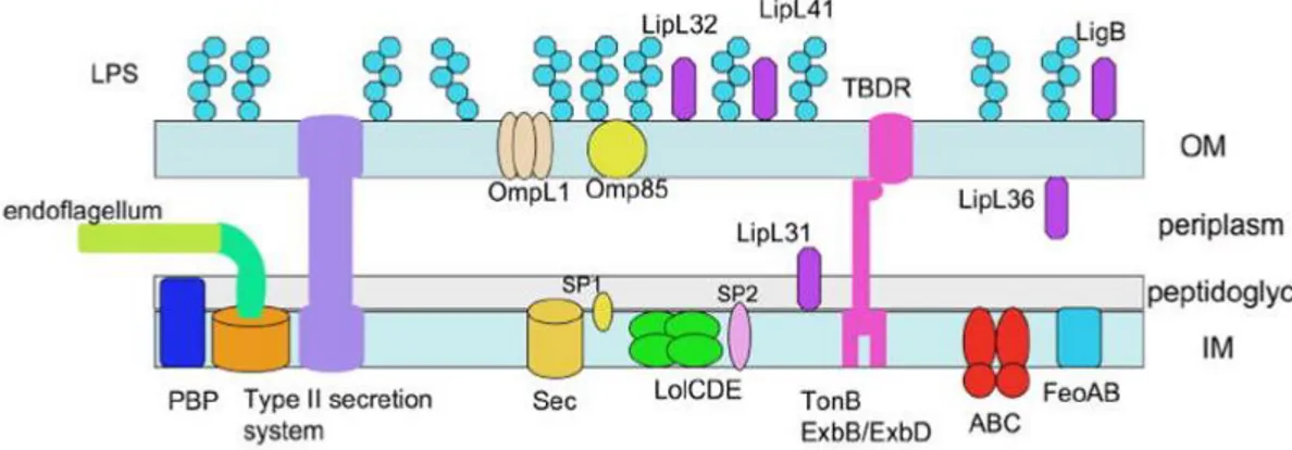 Figura 2: Schema della parete cellulare di Leptospira (Ko et al., 2009).