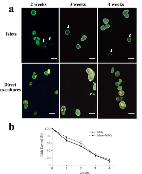 Figure 2. Viability assessment of MSC-coated pancreatic islets. The viability of pancreatic islets coated with MSCs was assessed by using the vital fluorescent dye calcein, which evidenced in green only viable cells