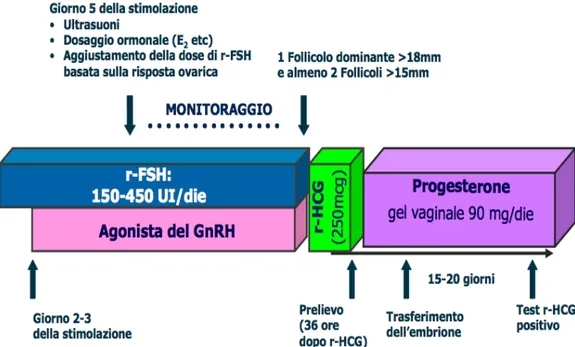 Figura 2.2. Protocollo corto con Agonista del GnRH. 