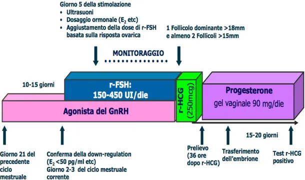 Figura 2.3. Protocollo lungo con Agonista del GnRH. 