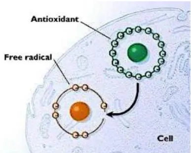 Fig. 6. Meccanismo antiossidante: la molecola antiossidante fornisce un elettrone al  composto radicalico che presenta un orbitale incompleto