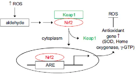 Fig. 8. Attivazione di Keap1-Nrf2-ARE da parte di ROS. 