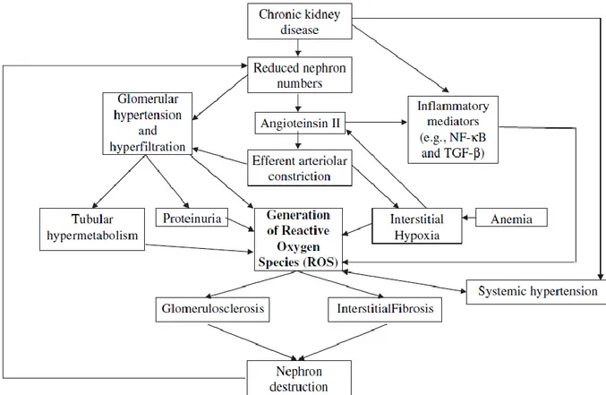 Fig. 9. La produzione di ROS è aumentata nella CKD, come risultato di una  complessa interazione tra fattori pro-ossidanti