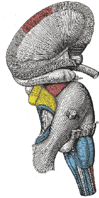 Figura 1: Visione laterale del tronco encefalico. 