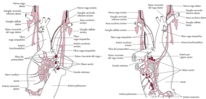Figura 2: Terminazioni barocettive a livello dell’arco aortico; veduta anteriore e posteriore