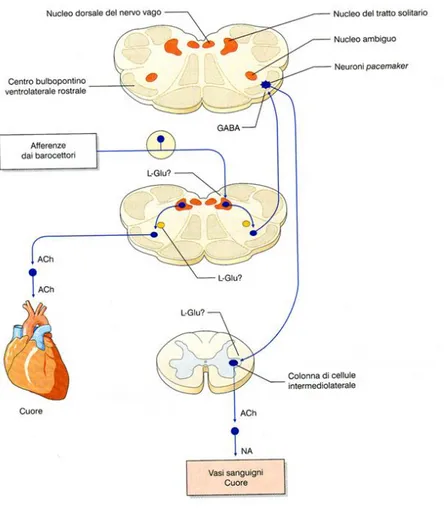 Figura  3:  Vie  efferenti  dai  barocettori  e  vie  efferenti  del  sistema  nervoso  simpatico  e  parasimpatico  (linee  in  blu)