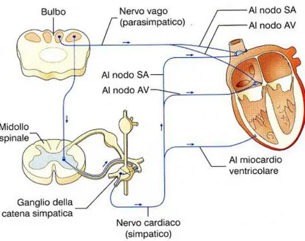 Figura  4:  Schema  dell’innervazione  miocardica  da  parte  del  nervo  vago  (parasimpatico)  e  dei  nervi cardiaci del sistema nervoso simpatico