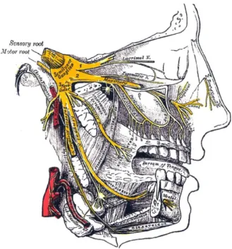 Figura 5: Visione laterale del nervo trigemino. Il nervo trigemino è un nervo misto costituito da  fibre  sensitive  e  fibre  motorie  che  emergono  direttamente  dal  nevrasse,  e  si  divide  nelle  tre  branche: oftalmica, mascellare e mandibolare, ch