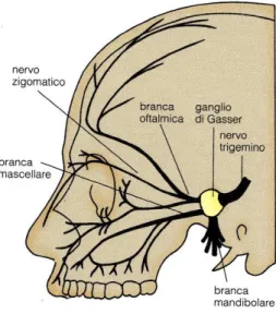 Figura  6:  Il  ganglio  del  Gasser  rappresenta  l'origine  reale  delle  fibre  sensitive  somatiche  del  nervo trigemino