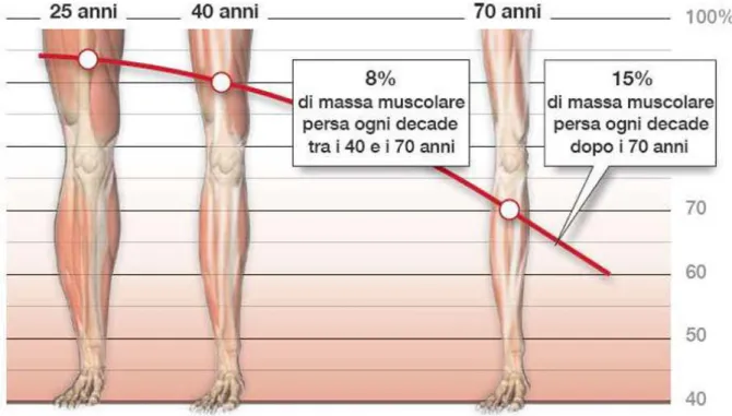 Tabella con valori indicativi della massa muscolare persa nel corso vita, dopo i 70 anni  perdiamo il 15 % ogni decade.