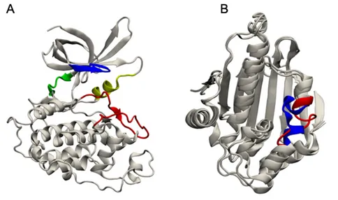 Figure  8.  Crystal  structures  of  the  two  test  case.  A)  Apo  form  of  GSK3!  (PDB  code:  1H8F)