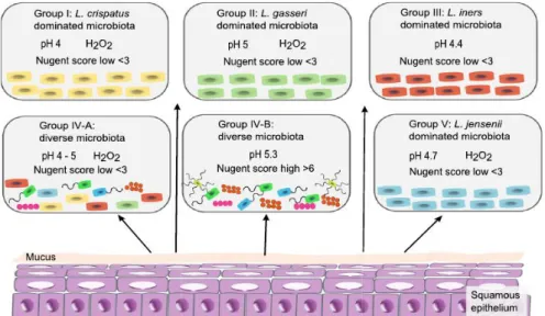 Figure  I.3  –  Composition  of  vaginal  microbiota  in  healthy  adult  women  [Petrova  2013]