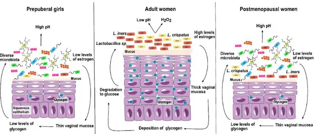 Figure I.4 – Changes in the vaginal mucosae and in microbiome during different stages of the  life of a woman [Petrova 2013]