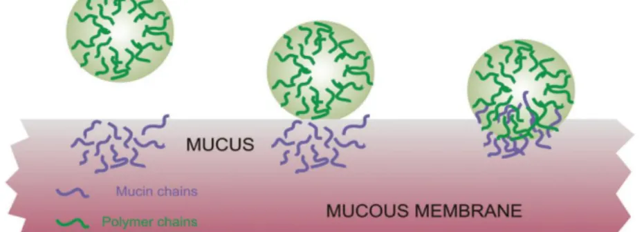 Figure I.14 – Entanglement between polymeric chains of the dosage form and glycoproteins of  the mucus [Carvalho 2010]