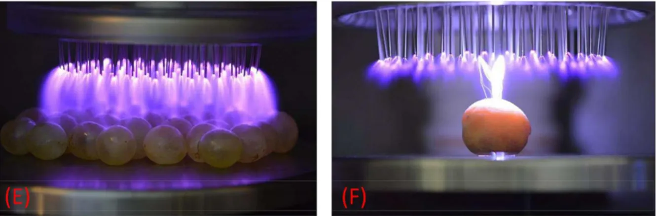 Figure 2.1 Multipin-corona discharge treatment of grapes [17] 