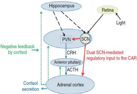 Figura 18: regolazione dell’asse HPA (Hypothalamic–pituitary–adrenal axis). 