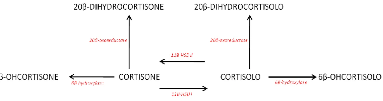 Figura 22: illustrazione semplificata del metabolismo del cortisolo. Le reazioni al livello renale sono omesse