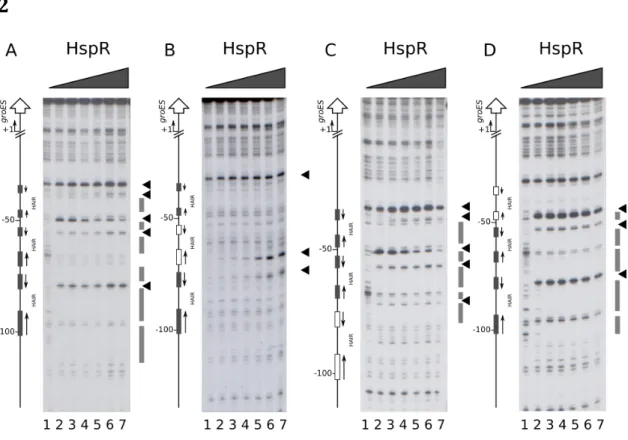 Figure	8:	Features	of	Pgro	wild	type	or	mutants	promoter	sequences	(panel	1).	For	 each	is	indicated	promoter	sequence,	numbers	are	referred	to	the	transcriptional	 start	 site	 (+1).	 The	 HAIR-like	 sequences	 are	 represented	 in	 boldface,	 and	 the	 m