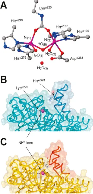 Figure	 20:	 Coordination	 geometry	 of	 Ni 2+ 	 on	 the	 active	 site	 (A).	 The	 nickel	 is	 represented	 in	 purple;	 carbon	 in	 gray;	 nitrogen	 in	 blue;	