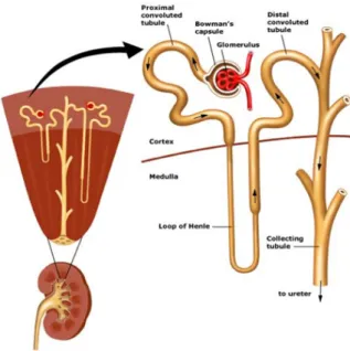 Figure 1.1: Kidney and nephron schematic diagram