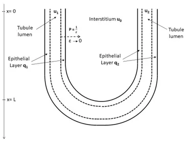 Figure 2.1: Schematic representation of the loop of Henle model.