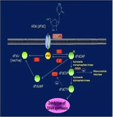 Fig. 5 hENT-1 