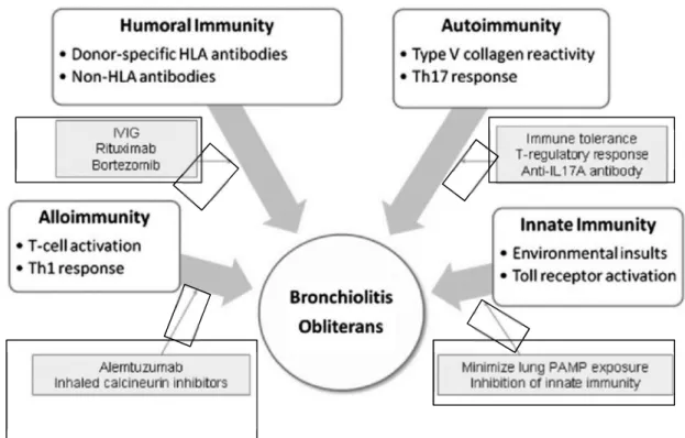 Figure  1.6.  Multiple  immune  mechanisms  contribute  to  the  development  of  OB.  Potential  therapeutic targets are highlighted