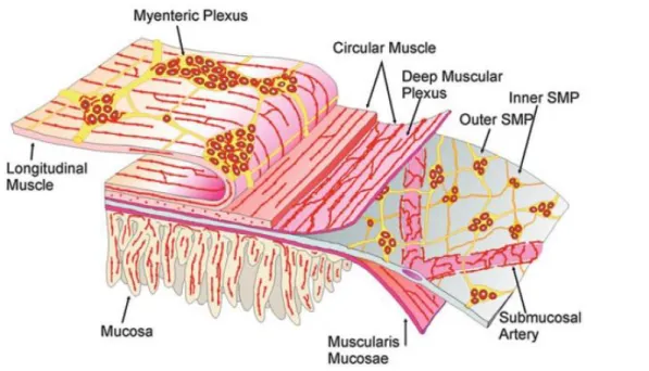 Figura 2: Rappresentazione dettagliata della configurazione della parete intestinale con in  evidenza la struttura dei plessi (in rosso è possibile vedere i neuroni e la loro distribuzione)  (fonte: https://www.google.it/imghp?hl=it&amp;tab=ri&amp;ogbl) 