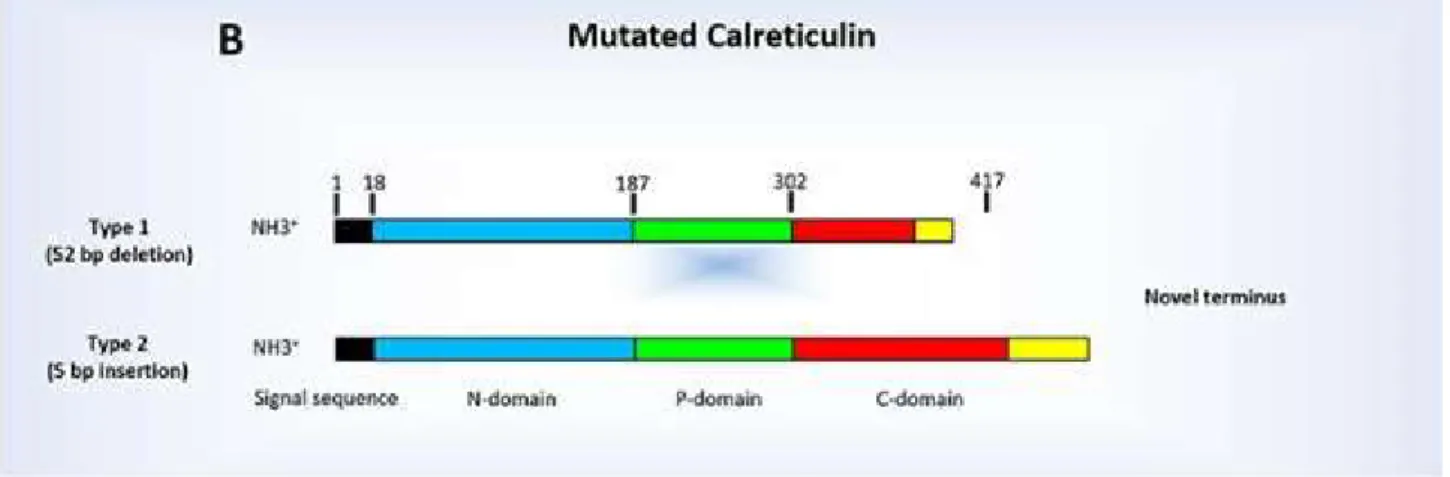 Fig 10: The mutated Calreticulin: type 1 and 2 (29) 