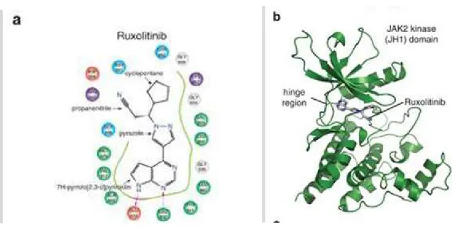 Fig 18: Molecular interaction between the JAK2 kinase and its inhibitor Ruxolitinib. (102) 