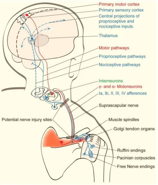 Fig 5. Sistema sensoriale del muscolo sovraspinato (20). 