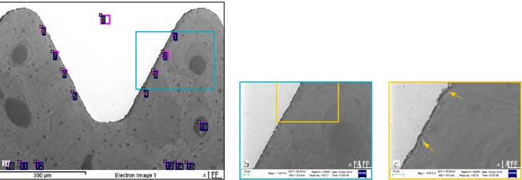 Fig 4  ESEM images of Sample 2 (6357/2). (a) Mature compact bone showing osteon lamellae concentrically arranged and close to the  implant surface