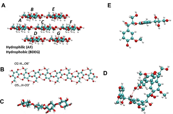 Figure 4.2  (A) Cellulose nanocrystal model with 7 chains (ABCDEFG). The solvent-accessible surface (SASA) of  chains  BDEG  is  referred  to  as  the  hydrophobic  surface  because  the  exposure  to  the  solvent  of  their  less  polar  aliphatic  hydro