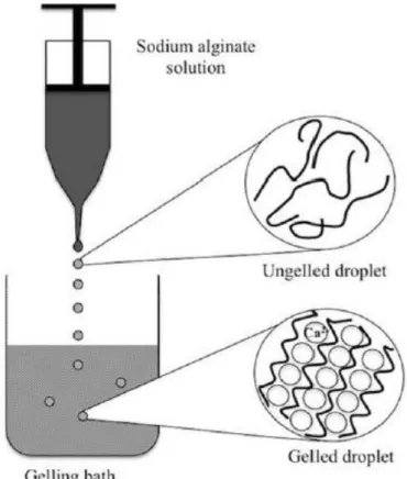 Figure 1.7. Synthesis of alginate gel beads using the external diffusion method. (Taken from Ref