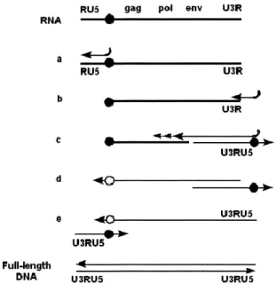 Figura 5. Retrotrascrizione del filamento di RNA di HIV (Ferguson et al, 2002). 