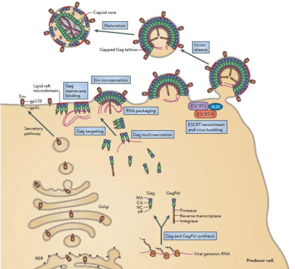 Figura  7.  Ciclo  replicativo  di  HIV  dall’assemblaggio  alla  maturazione  delle  particelle  virali  (Freed 2015)