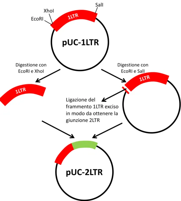 Figura 13. Rappresentazione schematica della costruzione del plasmide pUC-2LTR. 