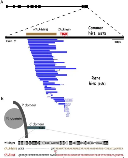 Figura 3. Mutazioni a carico del gene CALR 