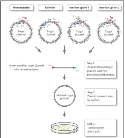 Figure 18. The Phusion Site-Directed Mutagenesis protocol 