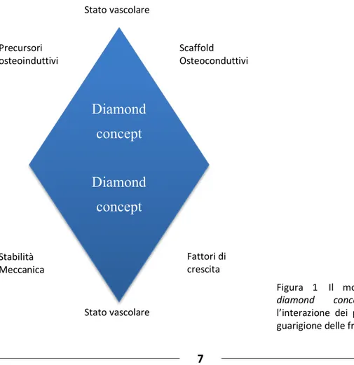Figura  1 Il  modello  del  diamond  concept  per  l’interazione  dei  processi  di  guarigione delle fratture.